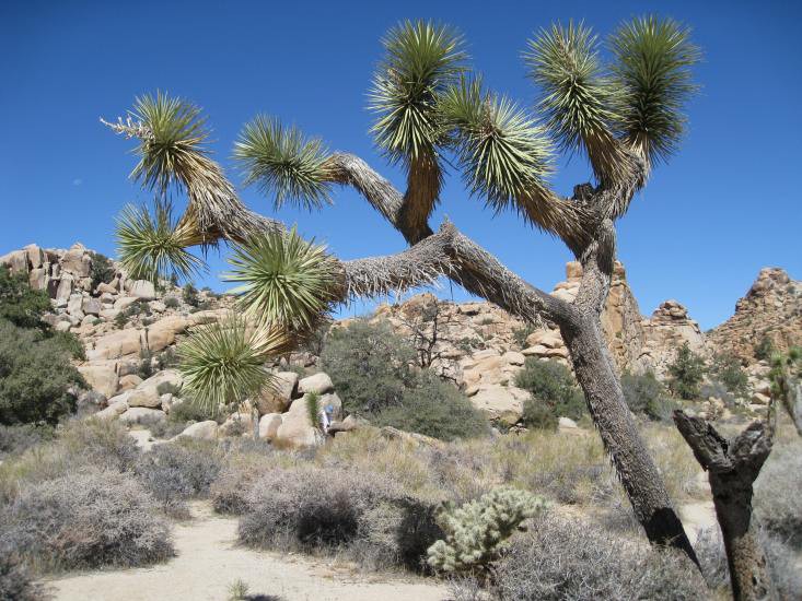 Californien, Joshua Tree National Park