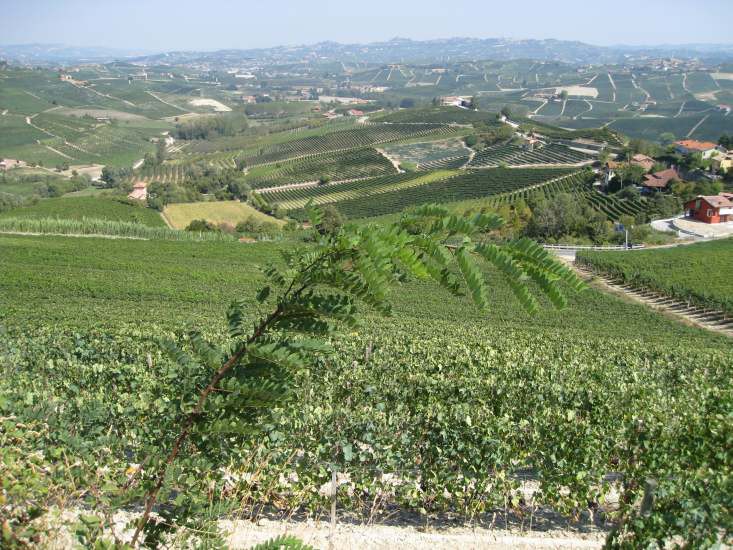 Italien, Barolo